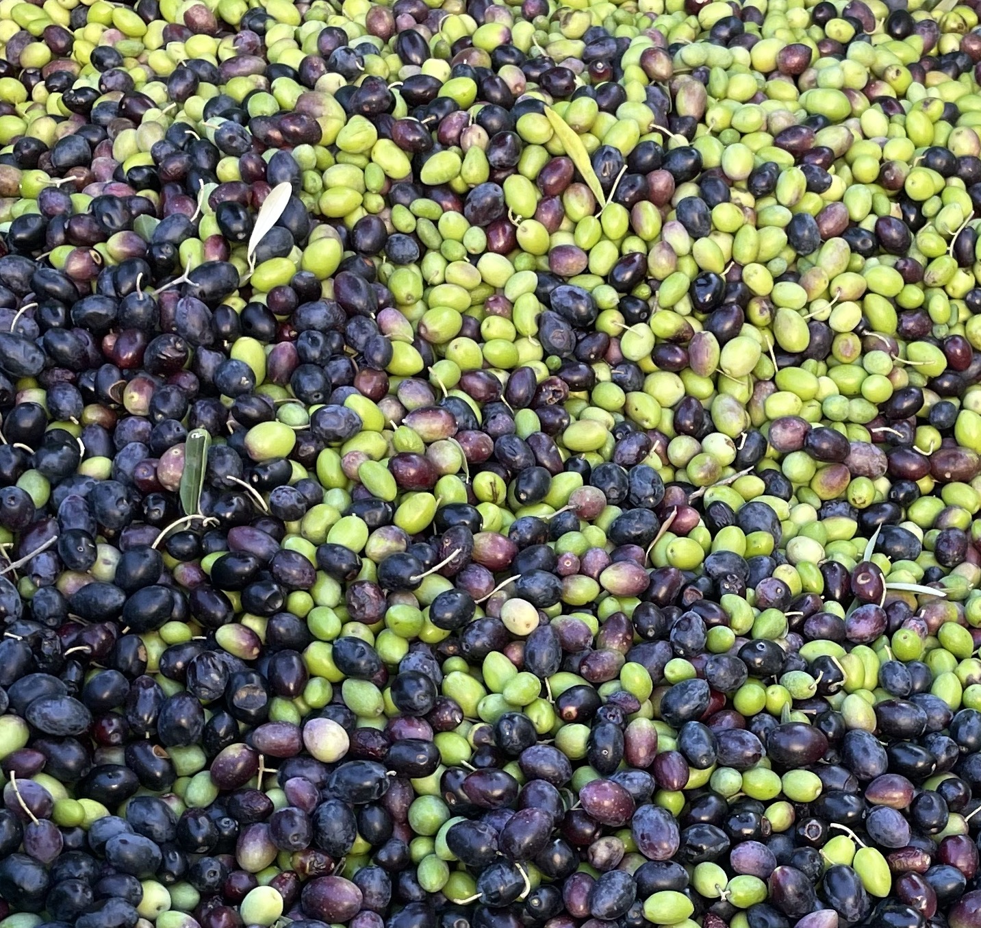 olives